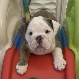 Girl 4 - Bulldog puppy in Fairfax, California from Marin Bulldogs