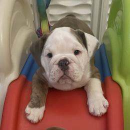 Girl 4 - Bulldog puppy in Fairfax, California from Marin Bulldogs