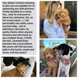 Australian Labradoodle Puppies from Berrybrook Doodles