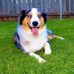 Luna - Miniature Australian Shepherd