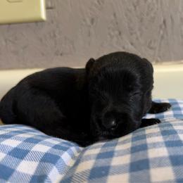 Black Girl 2-white blaze - Black female Scottish Terrier puppy in Nickelsville, Virginia from Pecan Creek