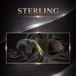 Sterling - Fawn sable male Belgian Malinois puppy in Chino, California from BlueStone K9