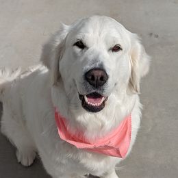 Lucy - Golden Retriever