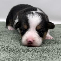 Blizzard - Black and tan male Pembroke Welsh Corgi puppy in Waco, Texas from The Comma Corgis