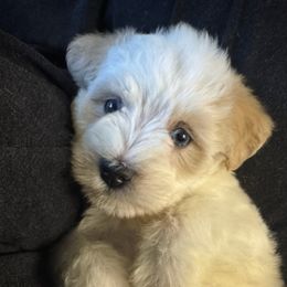 Moushka - Parti female Miniature Schnauzer puppy in Jefferson, Oregon from Whiskey Meadows Miniature Schnauzers