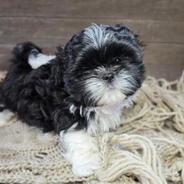 Cruz - Black and white male Shih Tzu puppy in Mountain Grove, Missouri from Precious Puppies