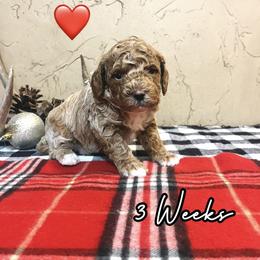 River - Red  male Goldendoodle puppy in Runaway Bay, Texas from Green Ranch Doodles