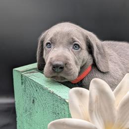 Lily - Blue female Weimaraner puppy in Evart, Michigan from Drehbar Weimaraners