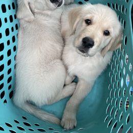 Golden Retriever Puppies from Blue water Goldens