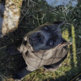Cane Corso Puppies from Virtue Cane Corso