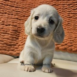 Eve 4125 - Cream female Dachshund puppy in Ovett, Mississippi from Anytime Dachshunds by D.B.