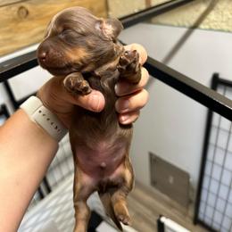 Cheddar's solid male - Chocolate and tan male Dachshund puppy in Rattan, Oklahoma from Burgett’s Barnyard Dachshunds