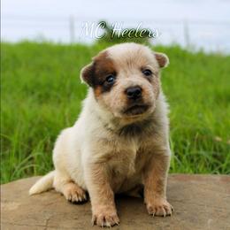 Harlow - Red speckled female Australian Cattle Dog puppy in Waxahachie, Texas from MC Heelers