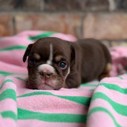 Girl 1 - Chocolate tri-color female Bulldog puppy in Hernando, Mississippi from Blues City Bulldogs