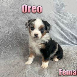 Miniature American Shepherd and Miniature Australian Shepherd Puppies from Regal Miniature American Shepherds | Regal Miniature Australian Shepherds