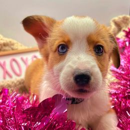 American Corgis and Pembroke Welsh Corgis from K&S Corgis