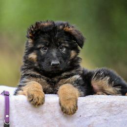 German Shepherd Puppies from Zwinger Vom Greifjäger