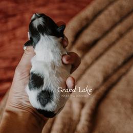 Sky - Parti female Schnoodle puppy in Grove, Oklahoma from Grand Lake Poodles & Doodles