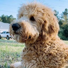 Ginger - Goldendoodle