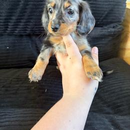 Tulip - Dapple female Dachshund puppy in Mountain Home, Arkansas from Furry Friends Kennel