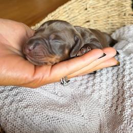 Bailey - Chocolate and tan female Dachshund puppy in Excel, Alabama from CJ’s Little Palace