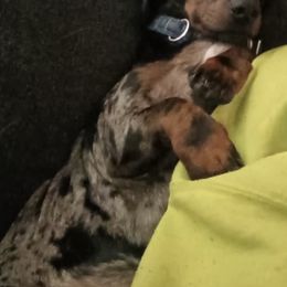 Pickle - Dachshund