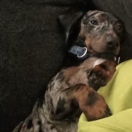 Pickle - Dachshund