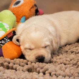 Labrador Retriever Puppies from Meritrust Labradors
