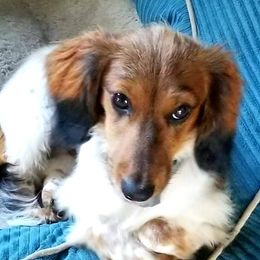 Fredrick - Dachshund