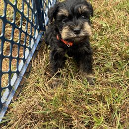 Orange - Liver male Miniature Schnauzer puppy in Sparta, North Carolina from New River Miniature Schnauzers and Anatolians