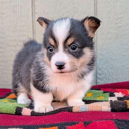 Beatrice - Black and tan female American Corgi puppy in Shawnee, Oklahoma from Sunray Ranch