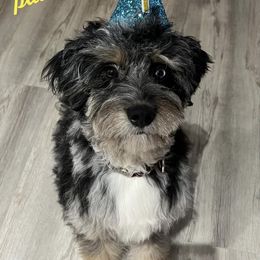 Aussiedoodle All Grown Up from Fetch Love Farms