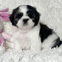 AKC Betty - Tricolor female Shih Tzu puppy in Greenville, South Carolina from Babyface Shih Tzu