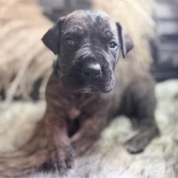 Ziti - Brindle male Great Dane puppy in Lehigh Acres, Florida from Florida Wrinkles