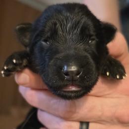 Abigail - Black and red female German Shepherd puppy in Columbus, Indiana from Stony Lonesome GSD