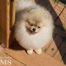 Todo - Pomeranian
