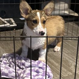Boy 2 - Red male Pembroke Welsh Corgi puppy in Douglas, Georgia from Delgado’s Corgi’s