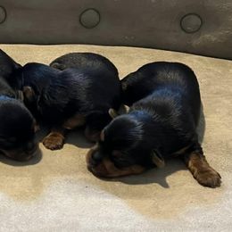 Yorkshire Terriers from Betty's Precious Babies