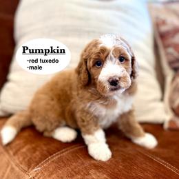 Pumpkin - Red male Bernedoodle puppy in Jackson, Mississippi from T.M. Poodles & Doodles