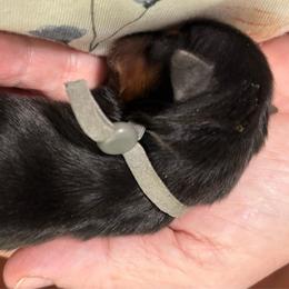 Gray Collar - Black and tan male Yorkshire Terrier puppy in Belfair, Washington from Devoted Doxies, Lorraine’s Yorkies