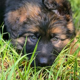 German Shepherd Puppies from Marvel German Shepherds
