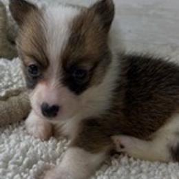 PB girl 1 - White and red female Pembroke Welsh Corgi puppy in Dickinson, Texas from Gulf Coast Corgis