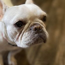 French Bulldogs from Frenchies From The Hartt