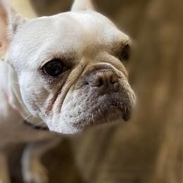 French Bulldogs from Frenchies From The Hartt