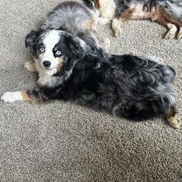 Gypsy - Toy Australian Shepherd