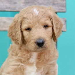 Marcia - Goldendoodle puppy in Travelers Rest, South Carolina from Austin Doodle Ranch