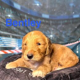 Bentley - Apricot male Goldendoodle puppy in Chelan, Washington from North Cascades Doodles