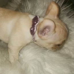 French Bulldog Puppies from Ma Chérie French Bulldogs