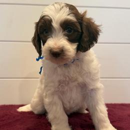 Blue Collar - Parti male Goldendoodle puppy in San Augustine, Texas from Vintage Doodles