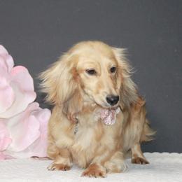 Dachshunds from Sarah-Dawn Little